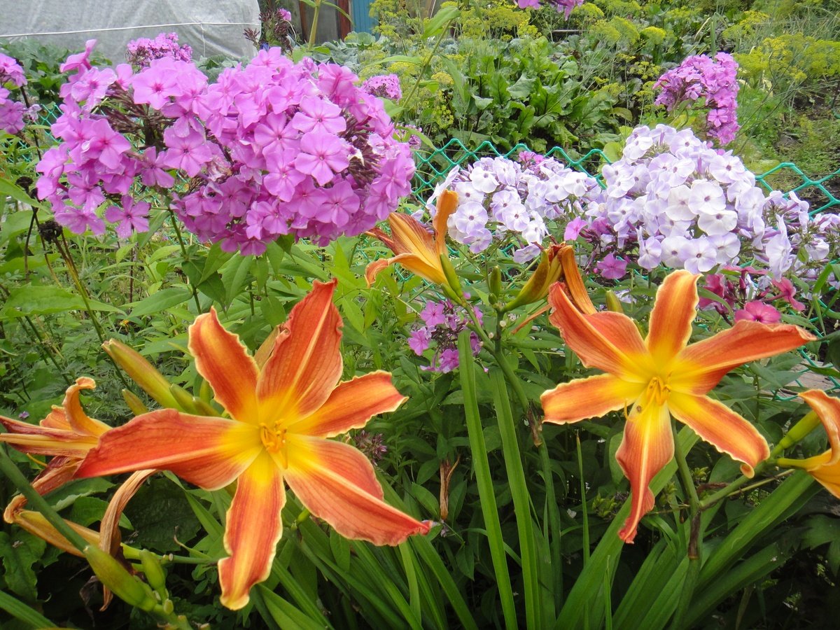Сочетание лилий с другими цветами на клумбе фото