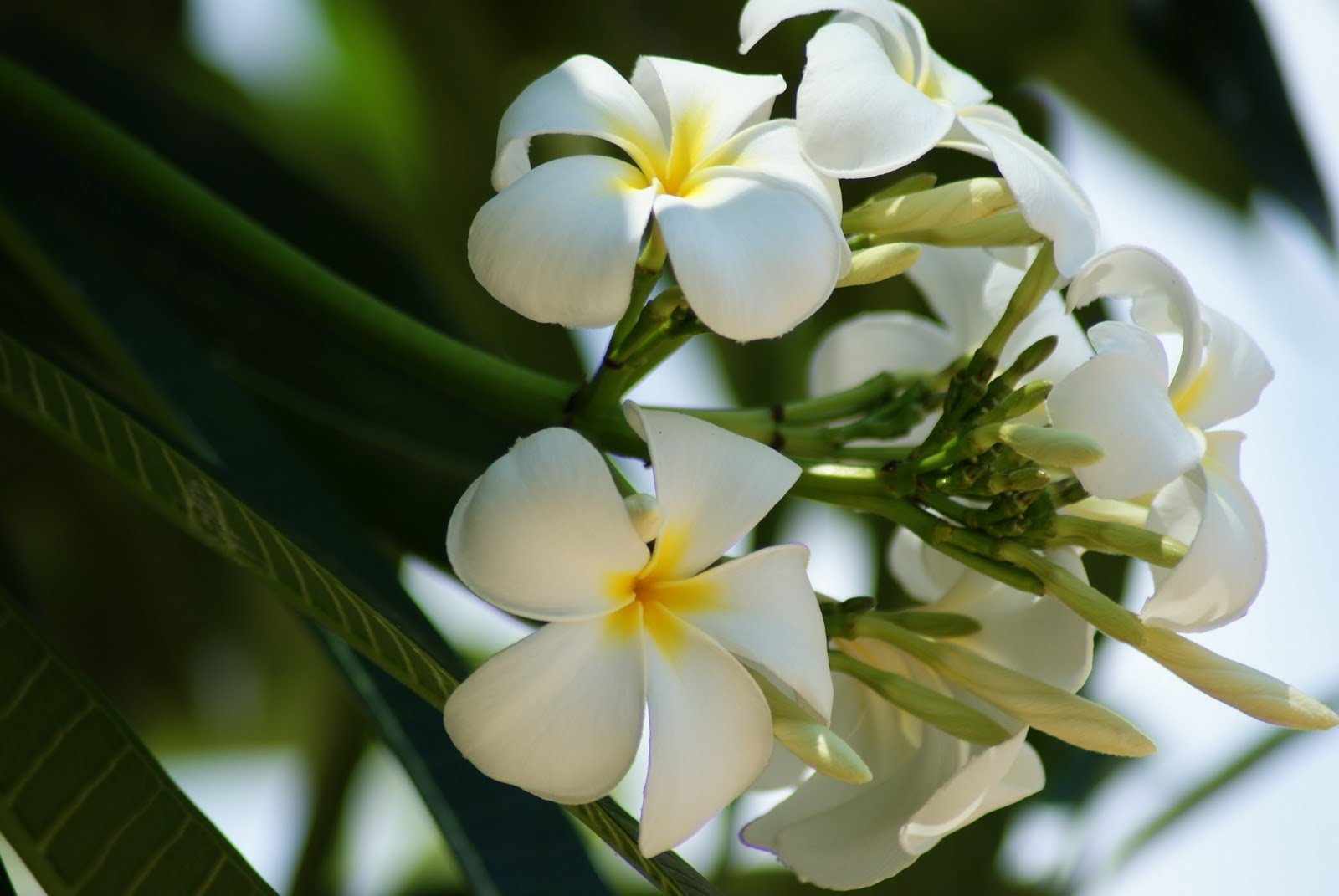 Цветы Бали