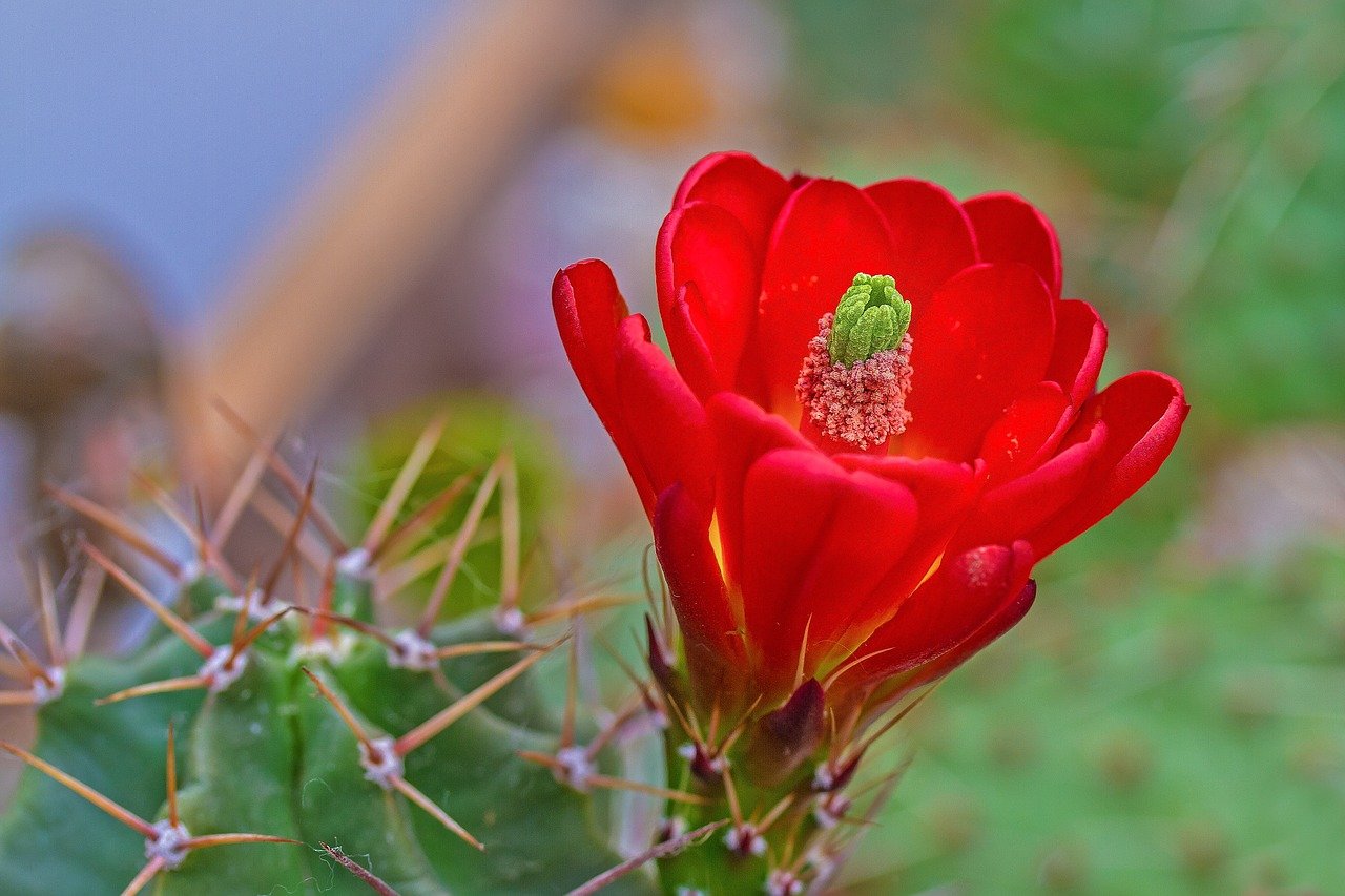 Красный Кактус цветение