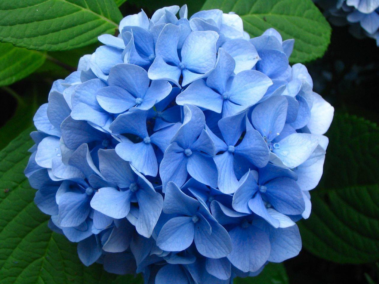 Цветы голубые шарики - 67 фото