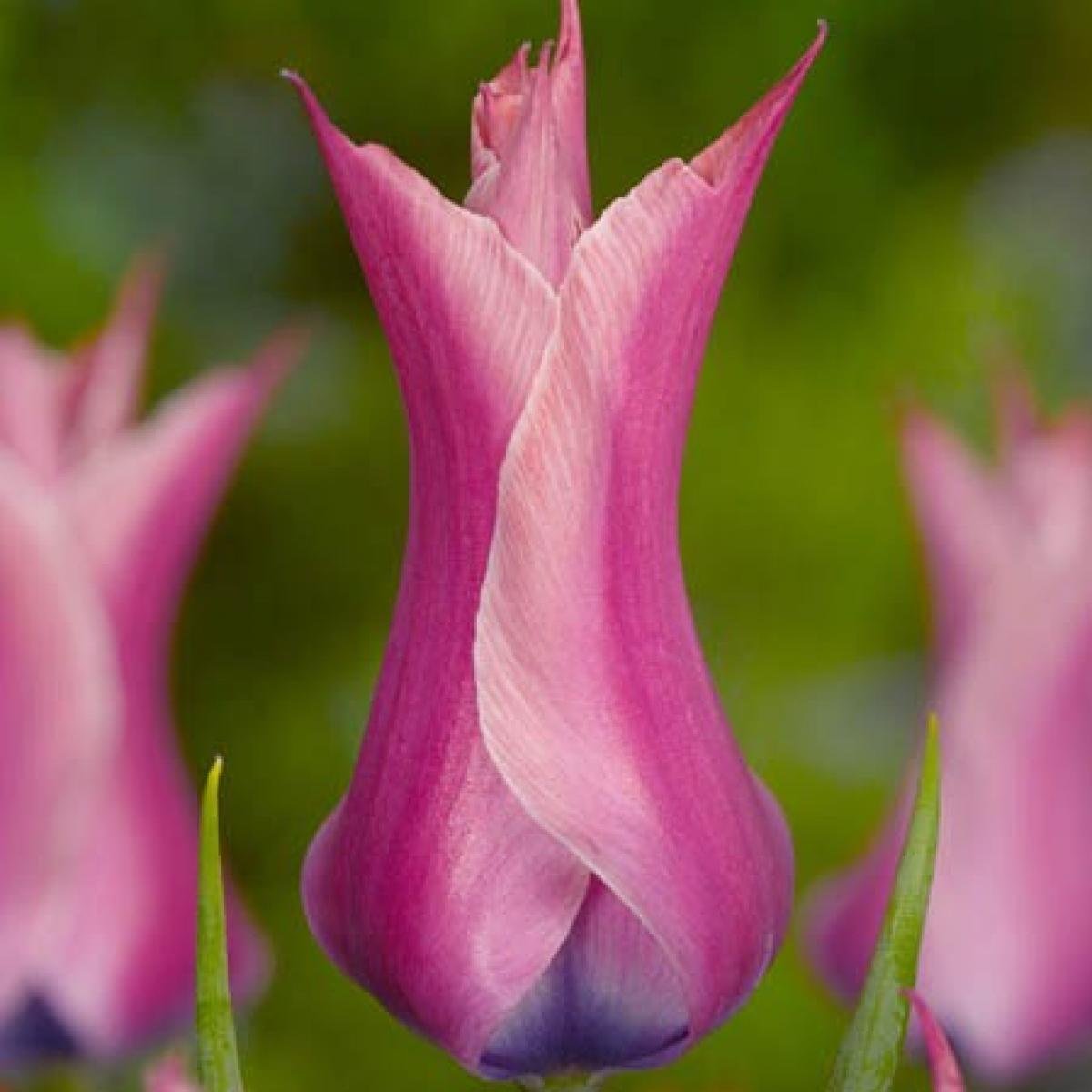 Тюльпаны лилиецветные сорта