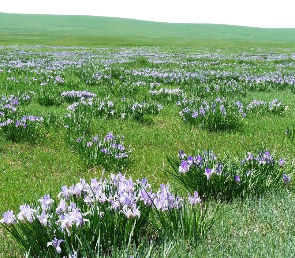 Полевые цветы волгоградской области фото и названия