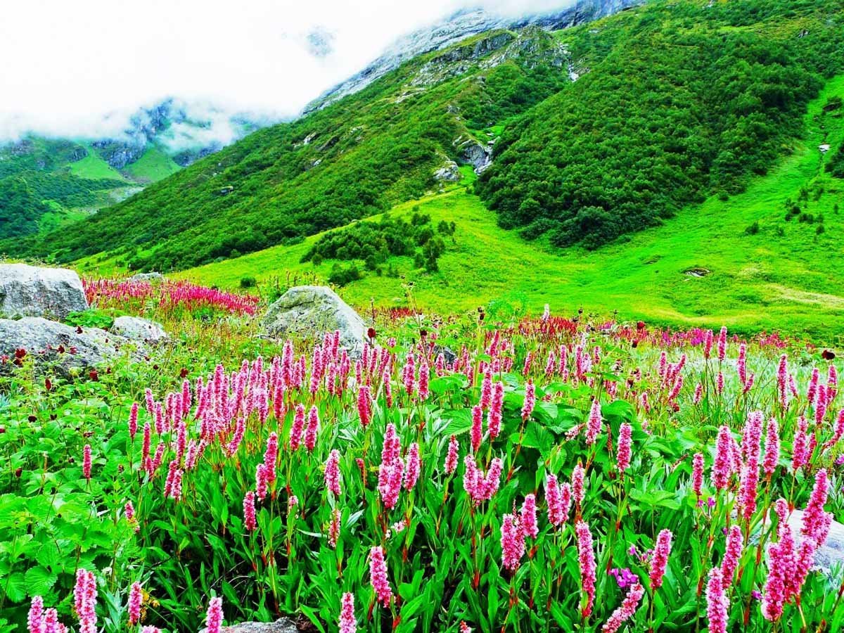 Долина цветов в Гималаях