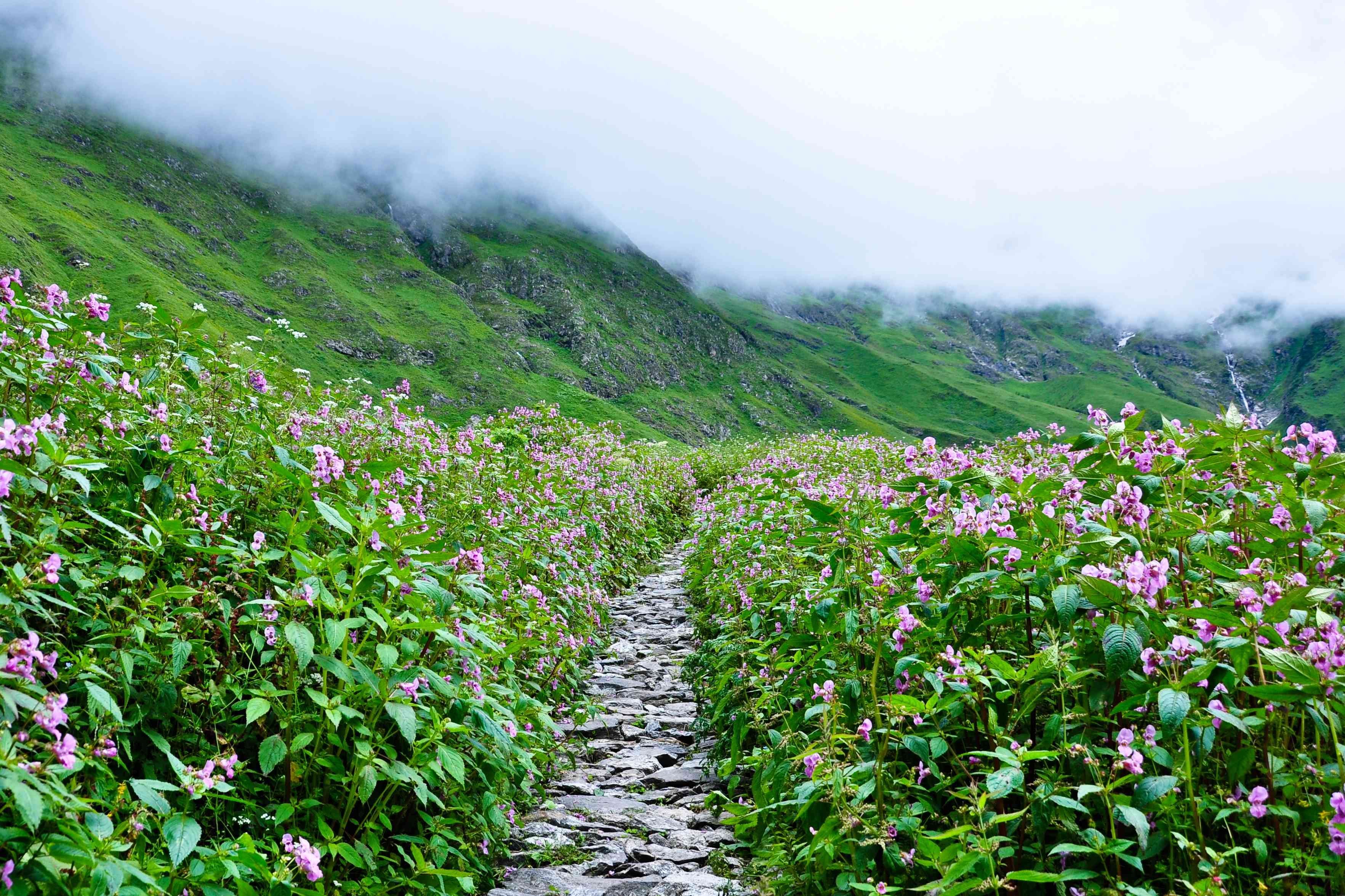 Flowers valley. Национальный парк Долины цветов, Уттаракханд. Долина цветов, Уттаракханд, Индия. Долина цветов Индия национальный парк. Гималаи Индия растения.
