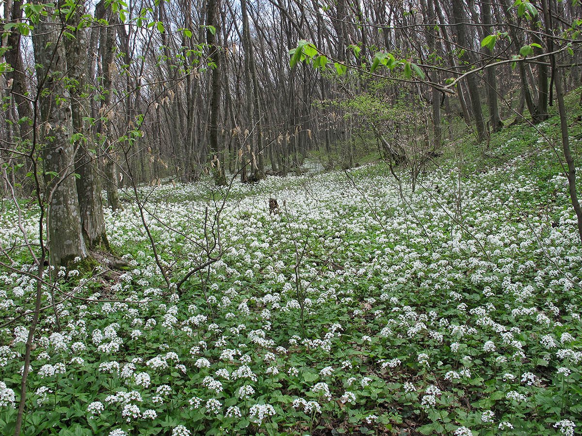 Ставропольский лес весной