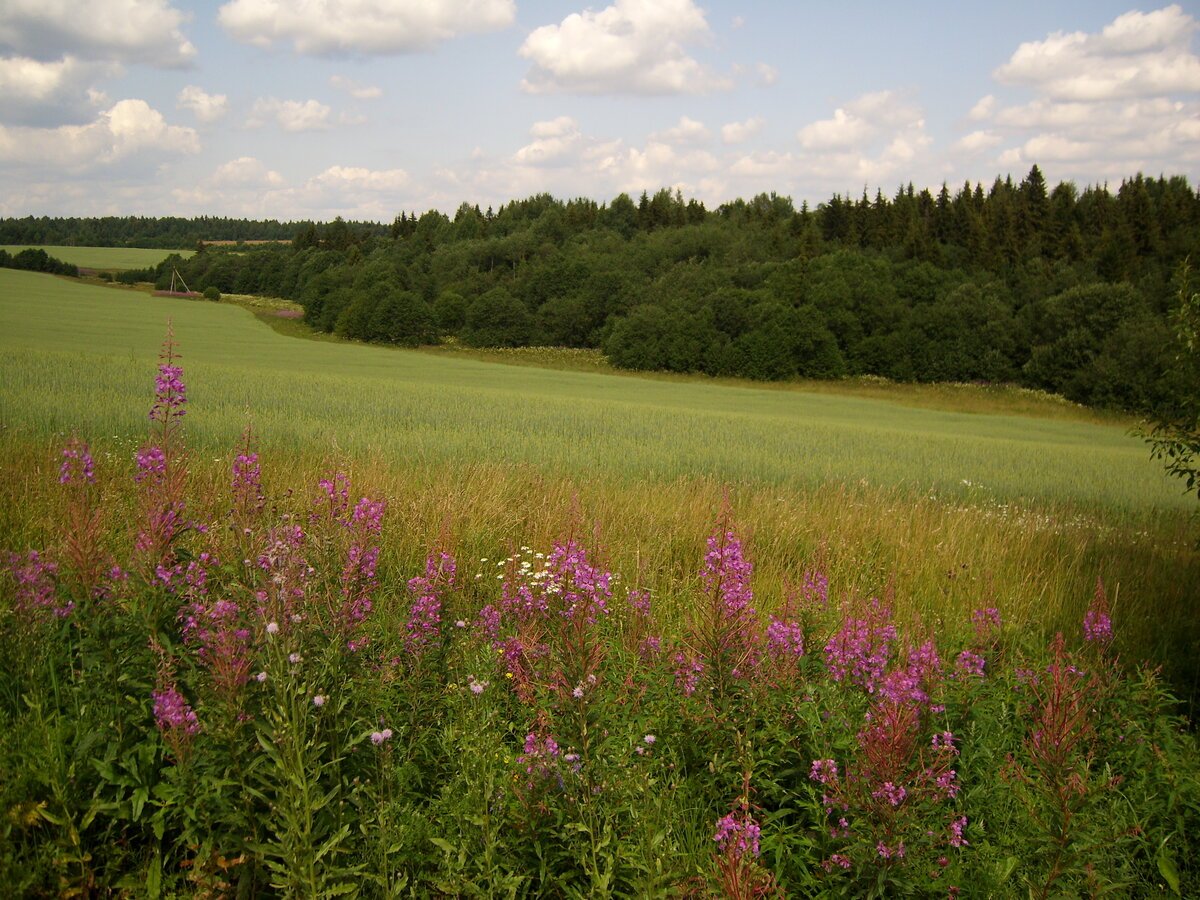 Красивые растения Орловской области