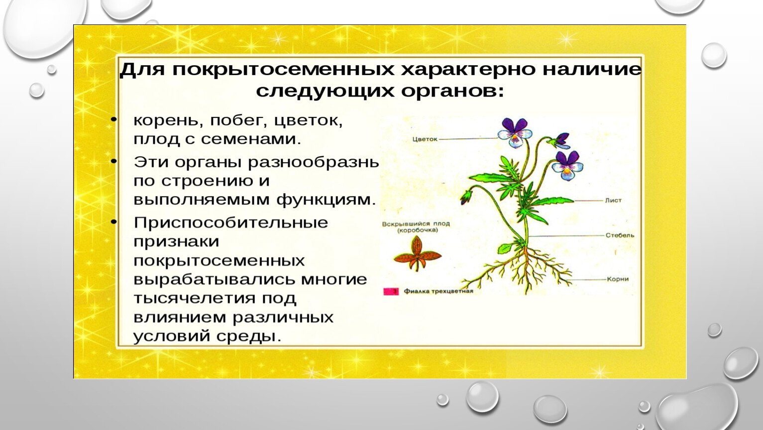 Семейства покрытосеменных растений презентация