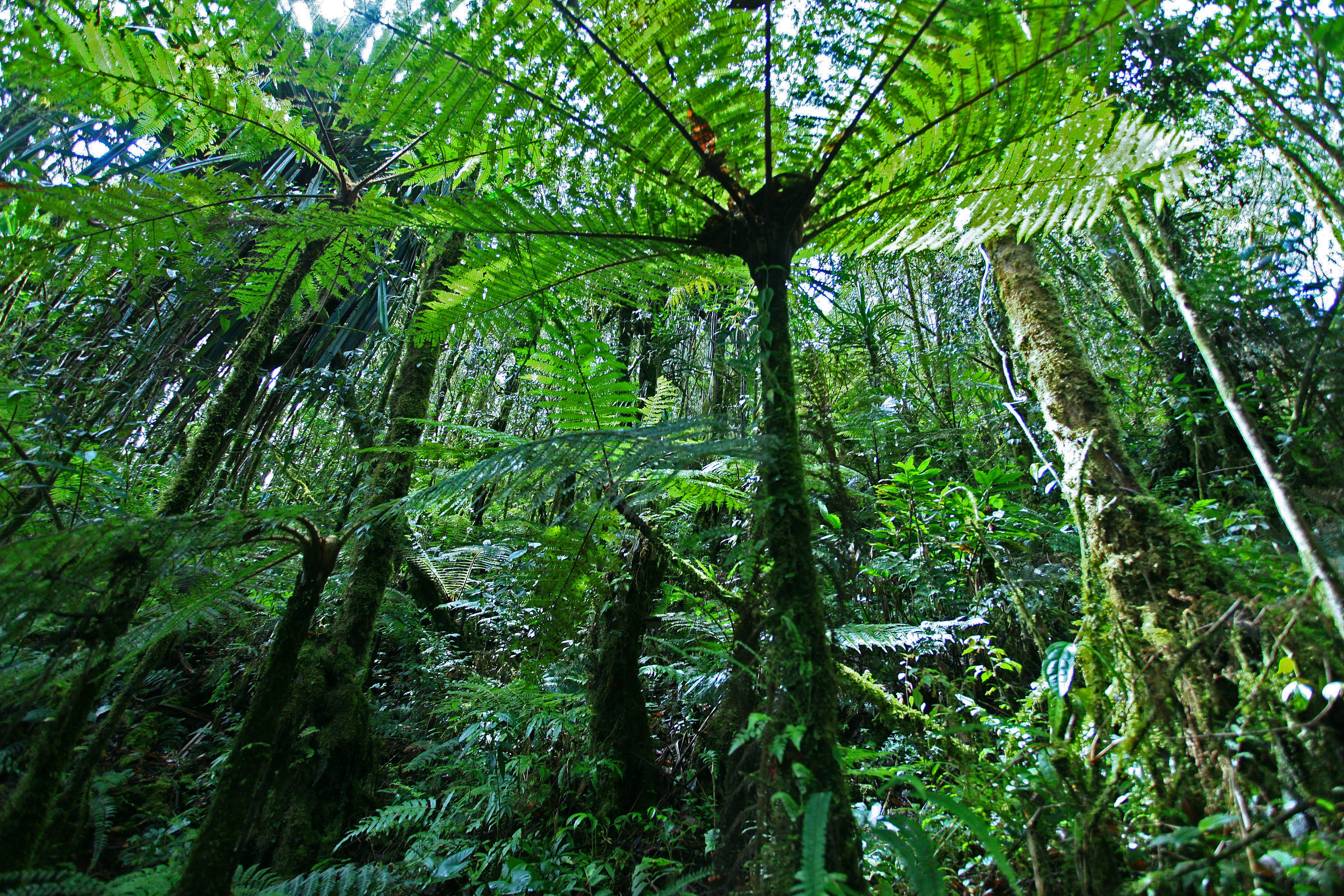 Что такое влажный экваториальный лес. Диптериевые папоротники. Лиановидные папоротники. Влажные экваториальные тропические леса растения. Древовидные папоротники тропиков.