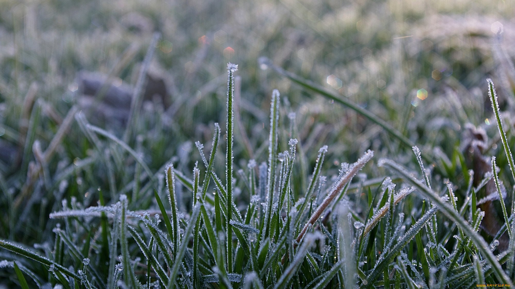 Заморозки ожидаются в ближайшее время. Иней на траве. Заморозки. Иней на зеленой траве. Трава с заморозками.