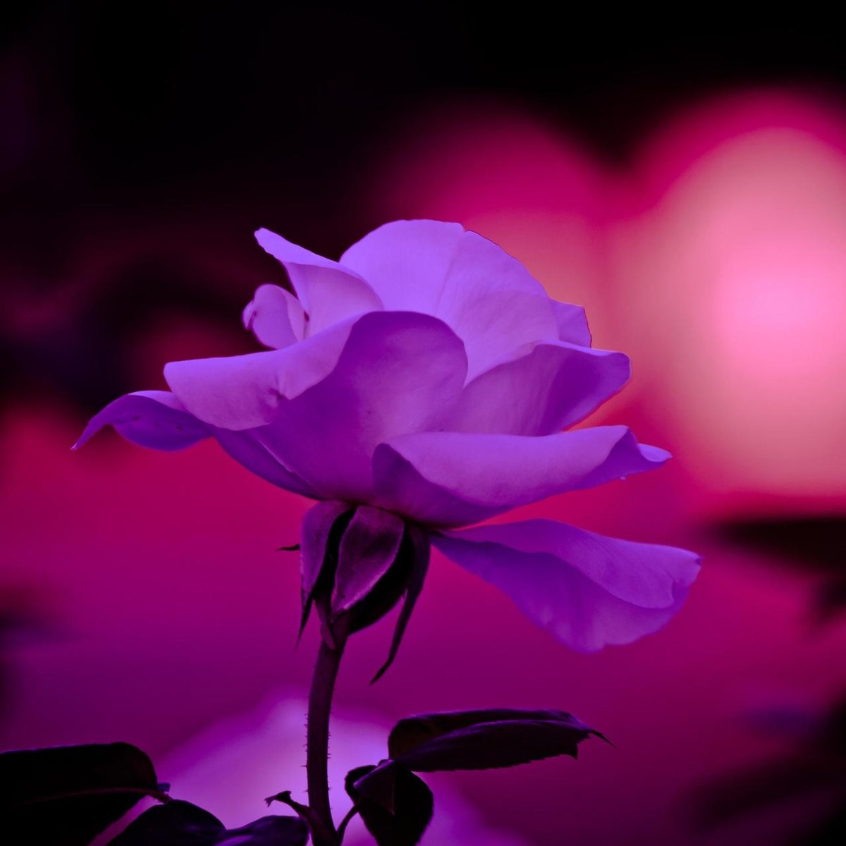 Фото спокойной ночи сладких снов красивые цветы