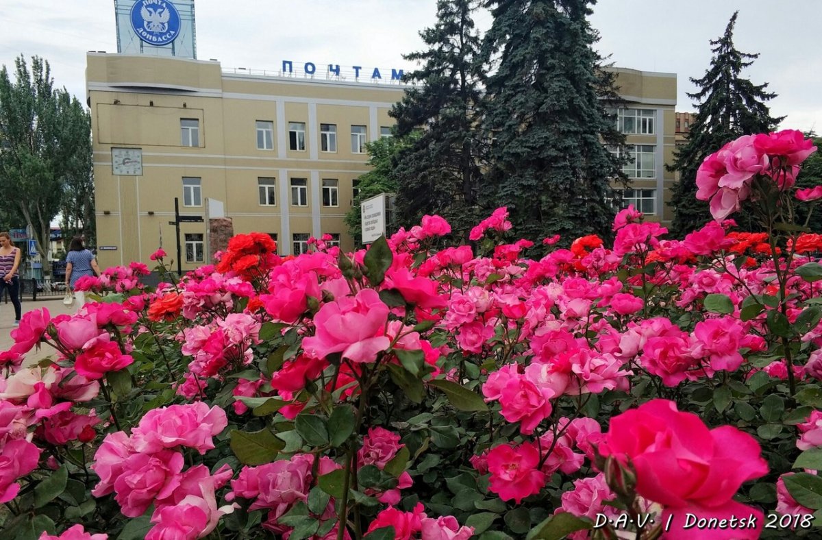Розы на площади