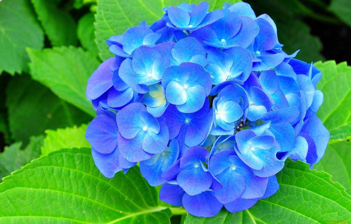 Голубой шар цветы
