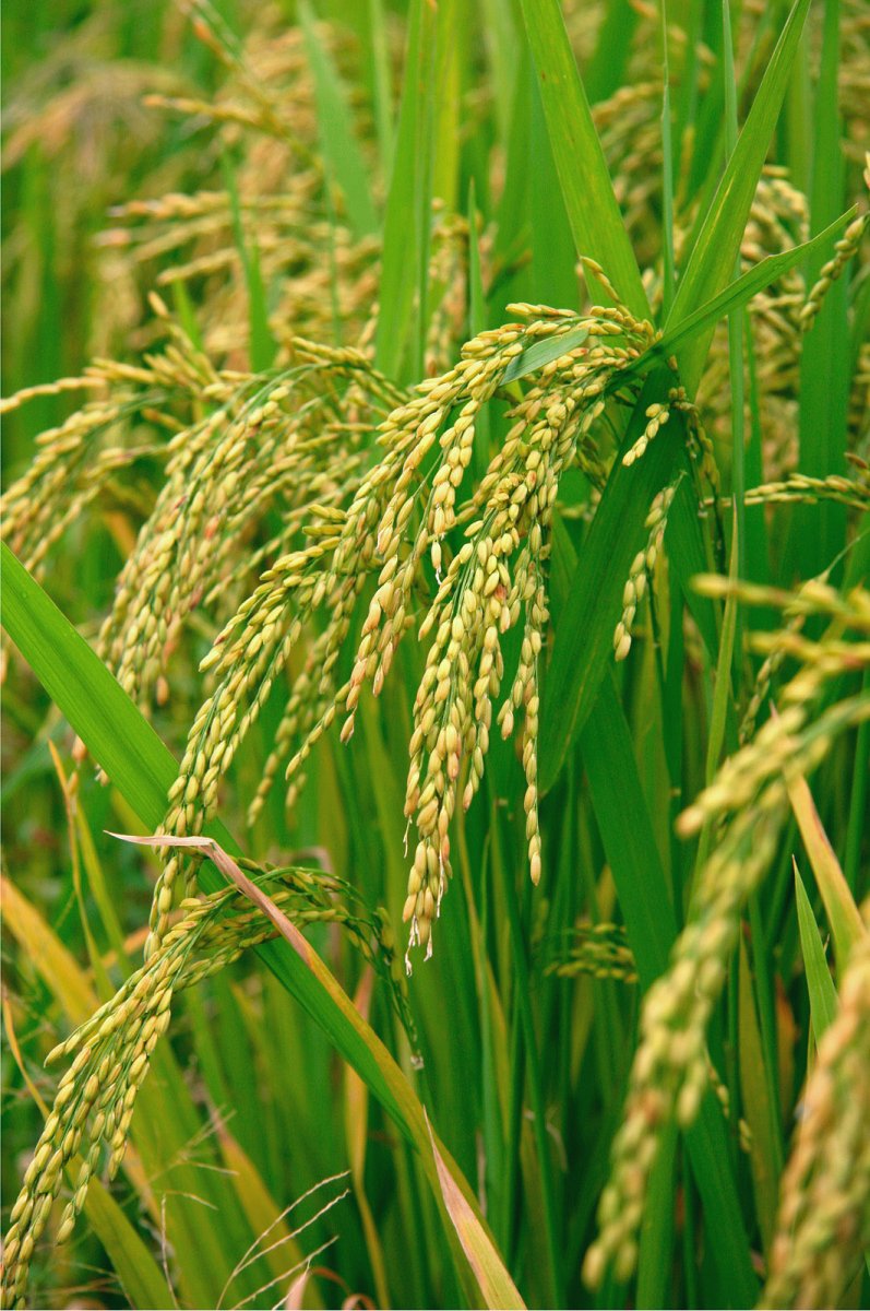 Рис растение