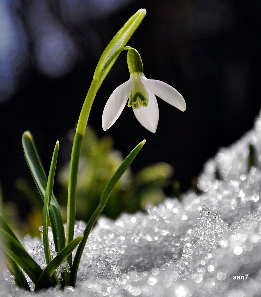 Подснежников (Galanthus