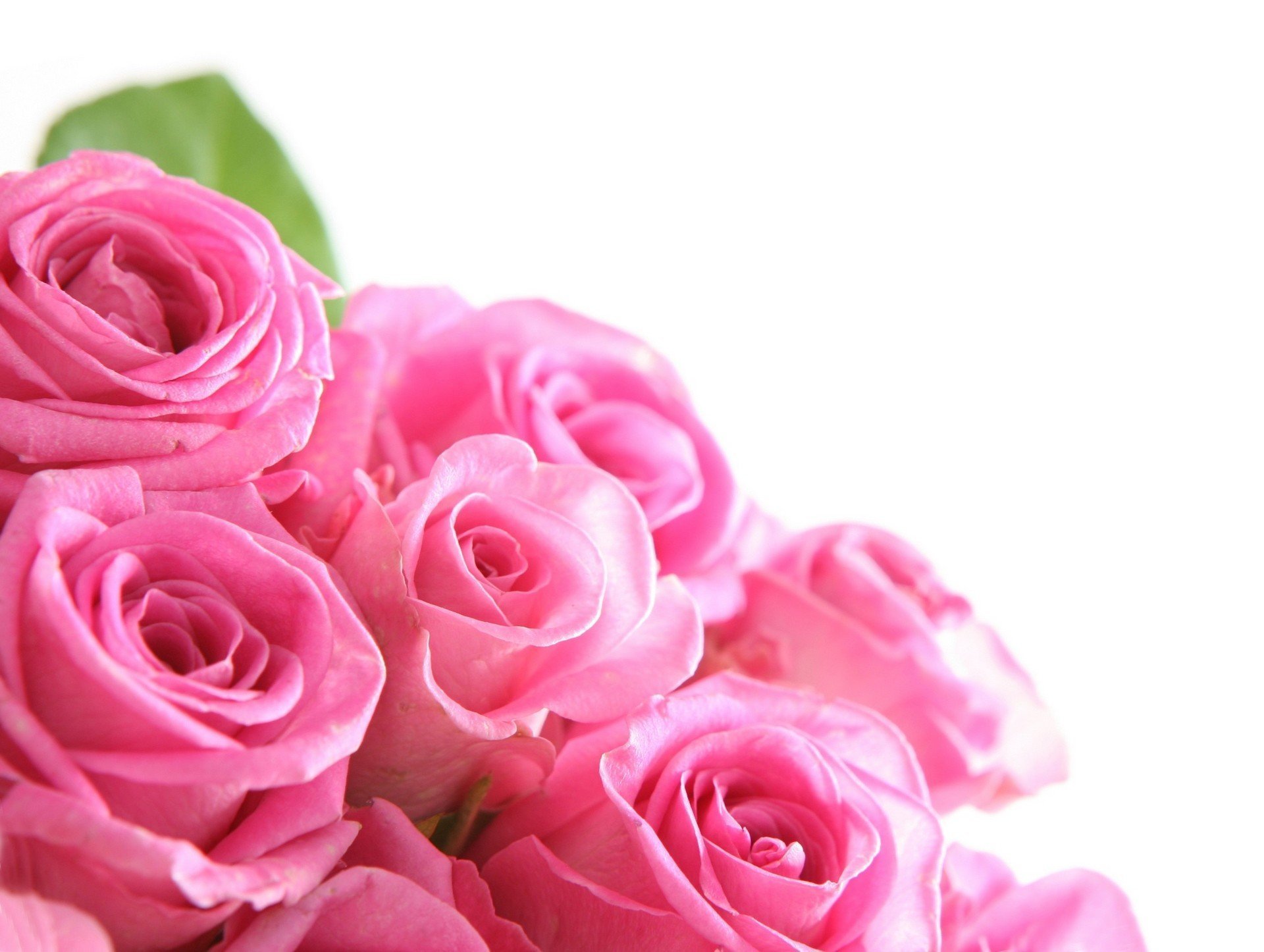 Открытка с днем розовой. Розовые розы. Цветочный фон. Розы фон.