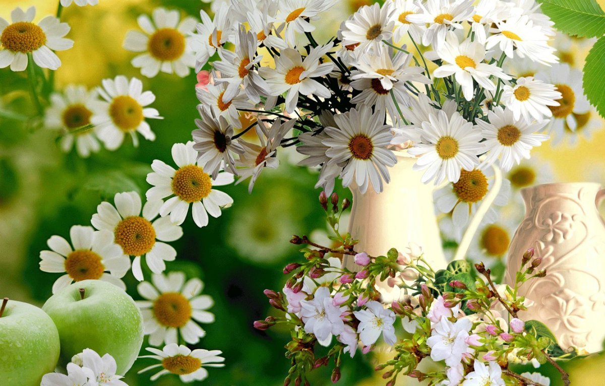 Цветы фото красивые для девушки ромашки