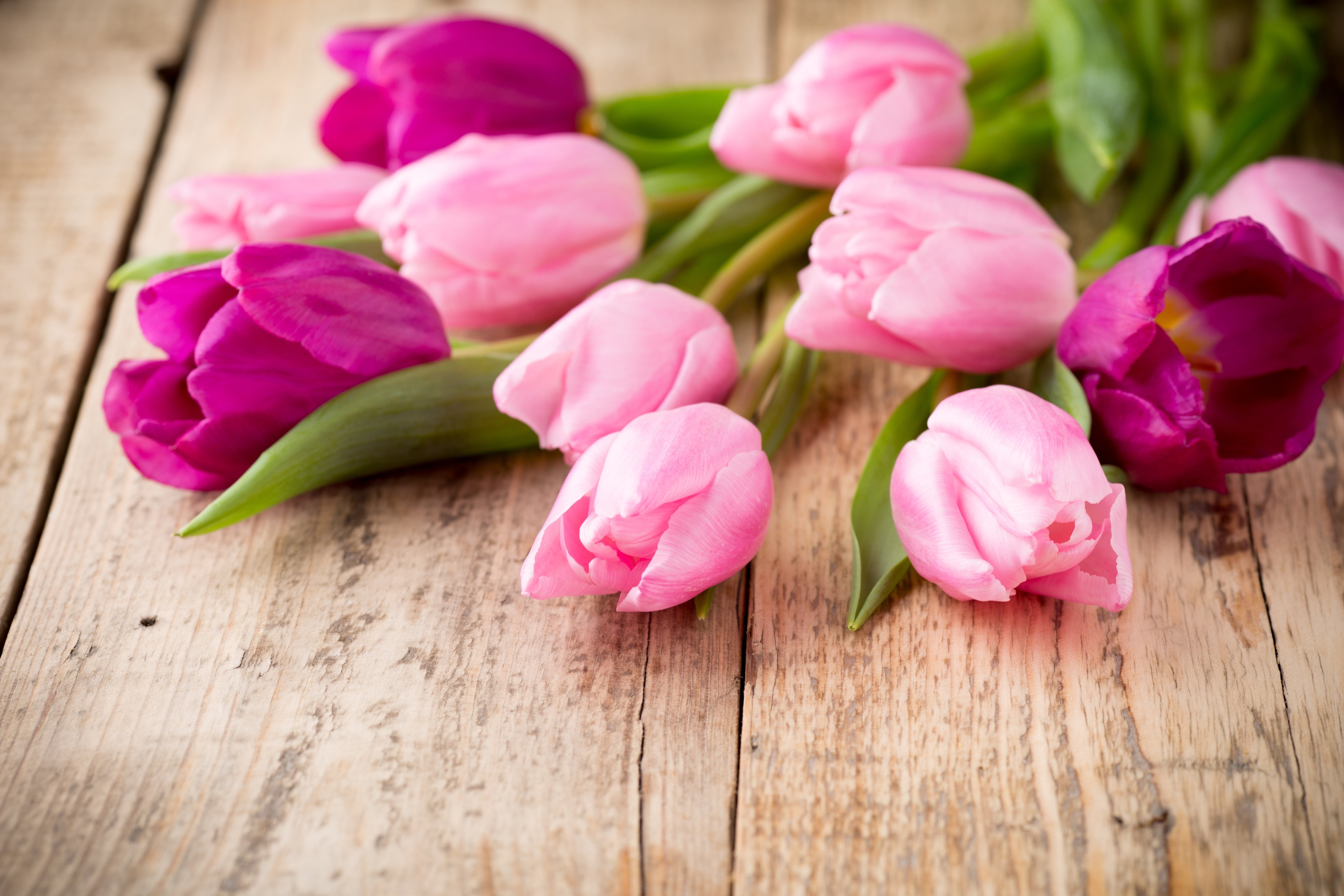 Весенние тюльпаны картинки красивые. Цветы тюльпаны. Розовые тюльпаны. Весенние тюльпаны.