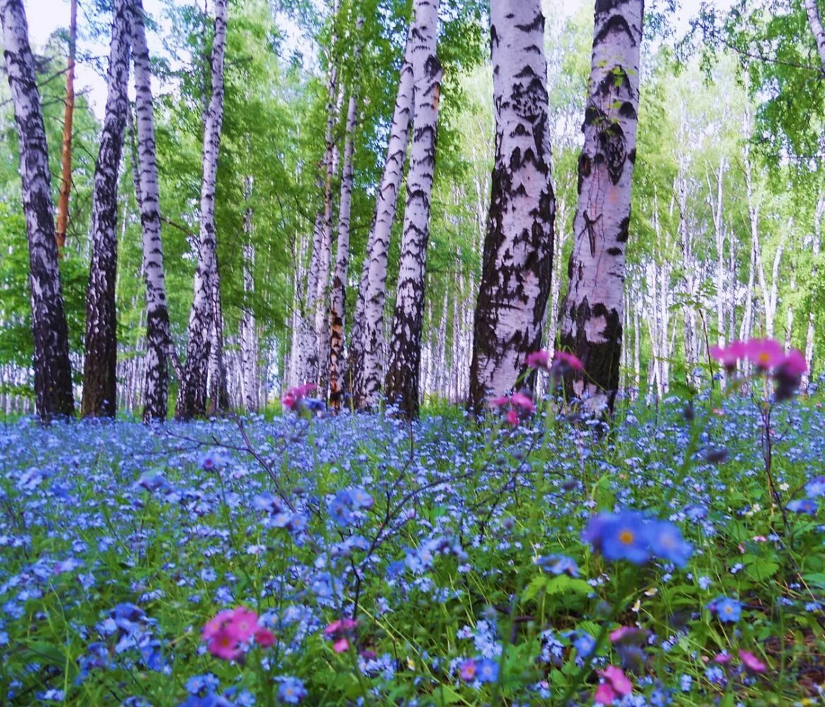 Весна в лесу картинки красивые