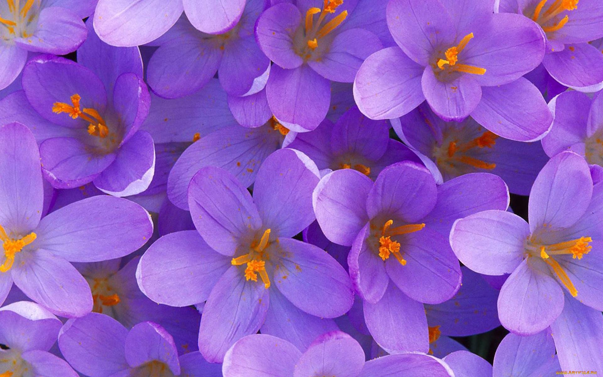 Cvety. Сиреневые цветы. Красивые цветочки. Фиолетовые цветы. Фиолетовые цветочки.