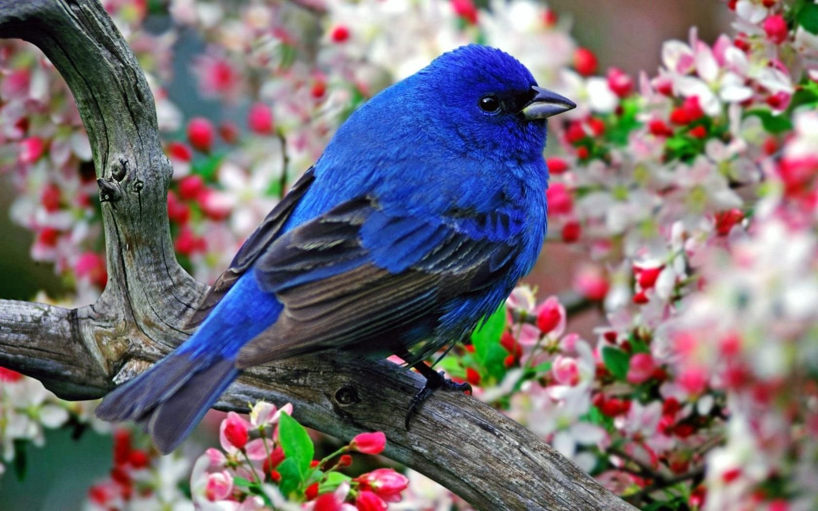 Птички красивые картинки - фото и картинки: 67 штук