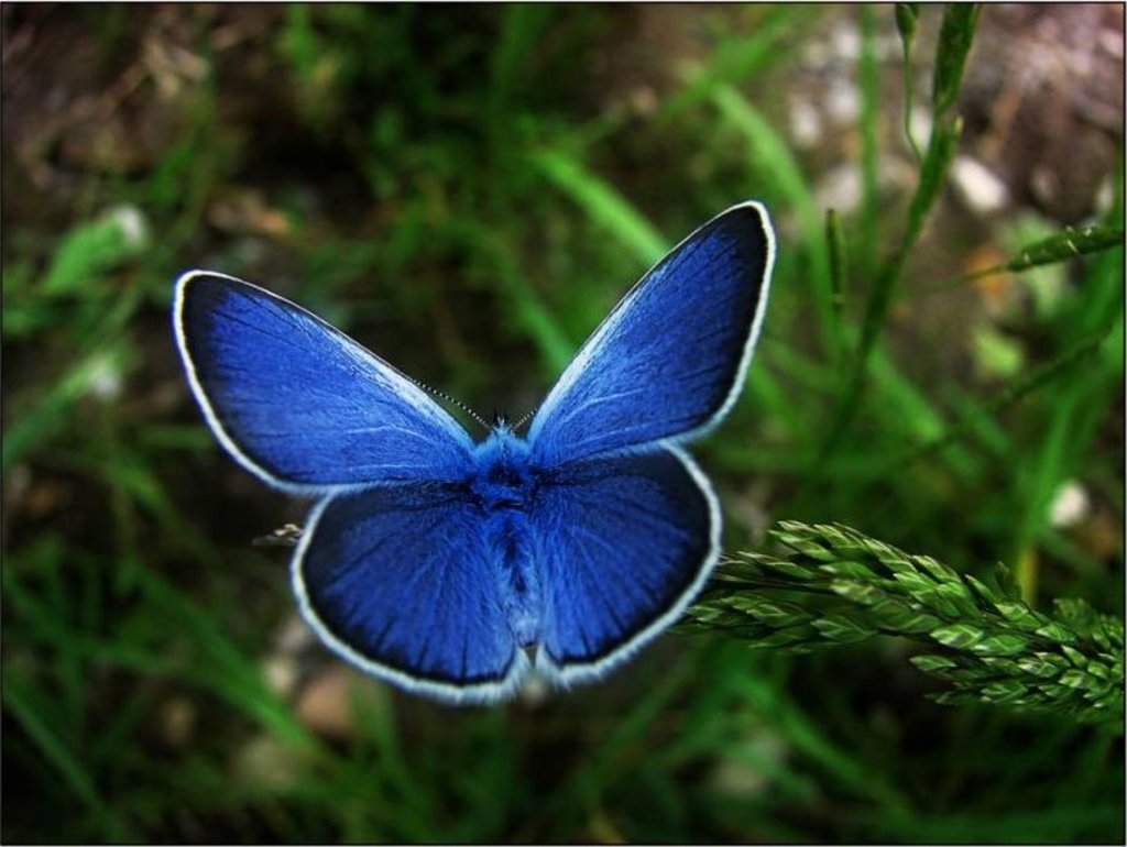 Синий карлик бабочка