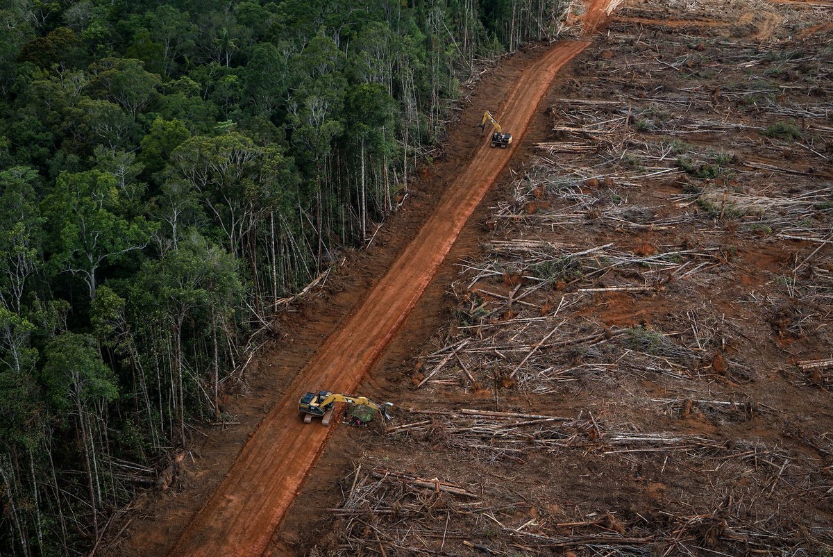 Уничтожение лесов фото