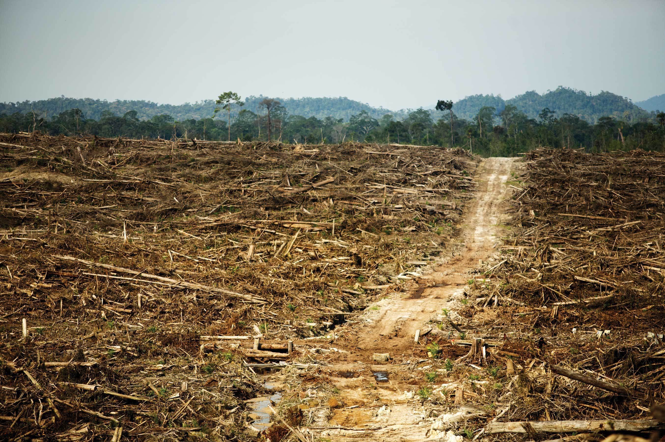 Экологические проблемы южной сибири. Вырубленные тропические леса Латинской Америки. Обезлесение тропических лесов. Обезлесение тропических лесов Африки. Вырубка тропических лесов Южной Америки.