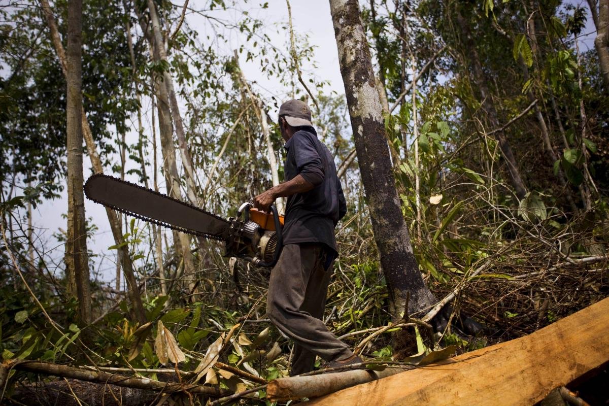 Исчезающие тропические леса