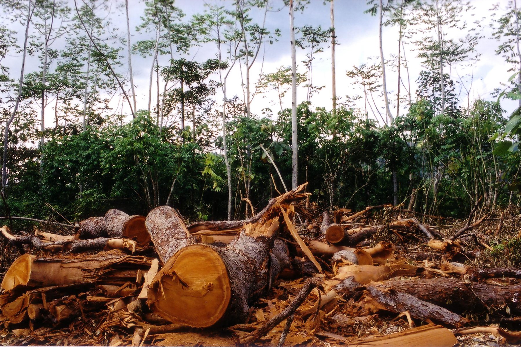 Вырубка тропических лесов в Африке