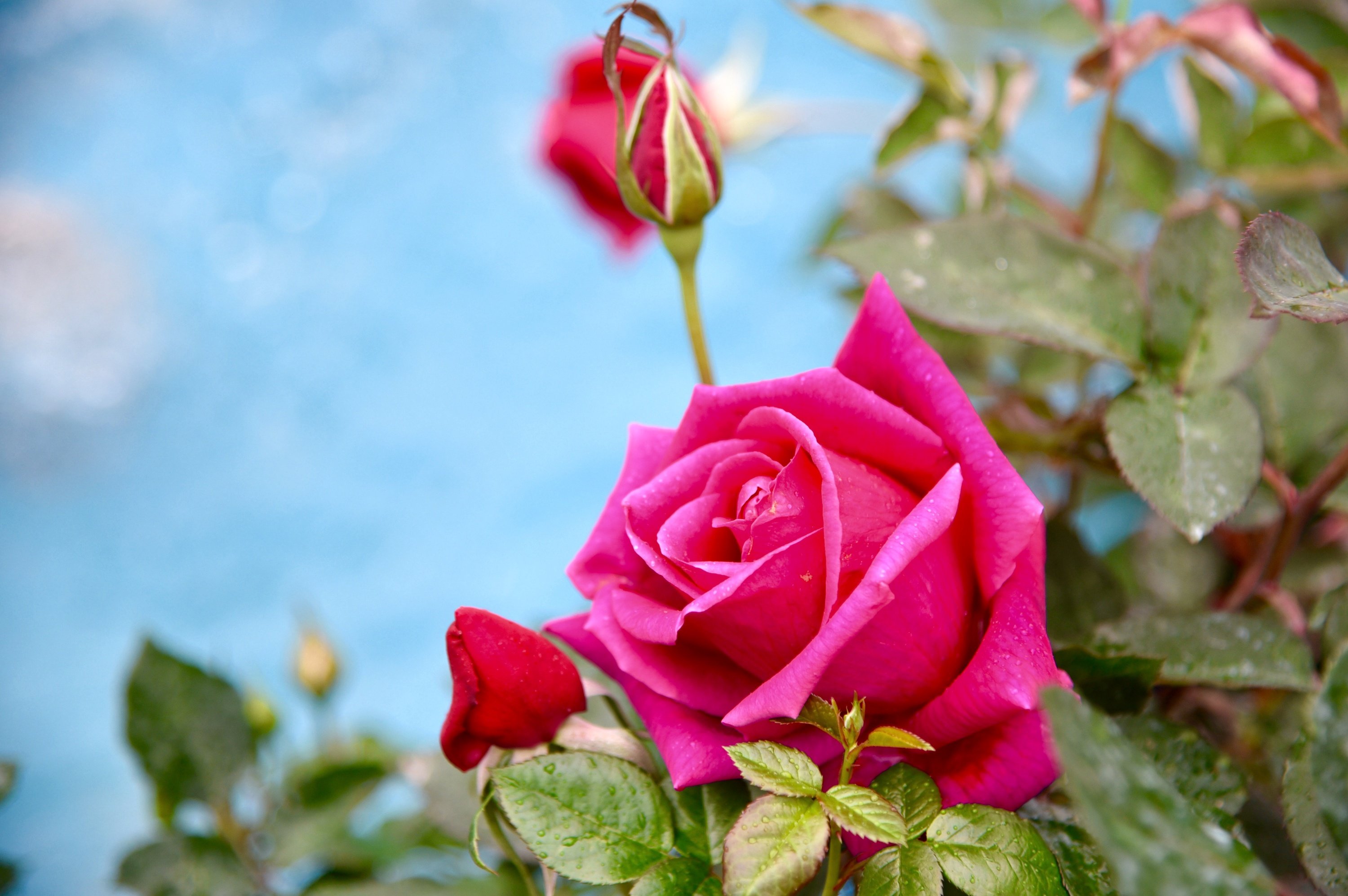 Beautiful rose flowers. Розовые розы.