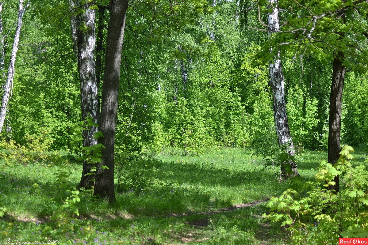 Хвойно-широколиственные леса Нижегородской области