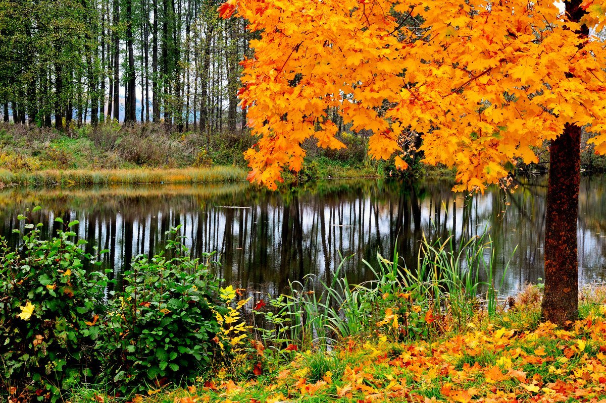 Осень картинки. Красивая осень. Осенний листопад. Листопад осенью. Листопад пейзаж.