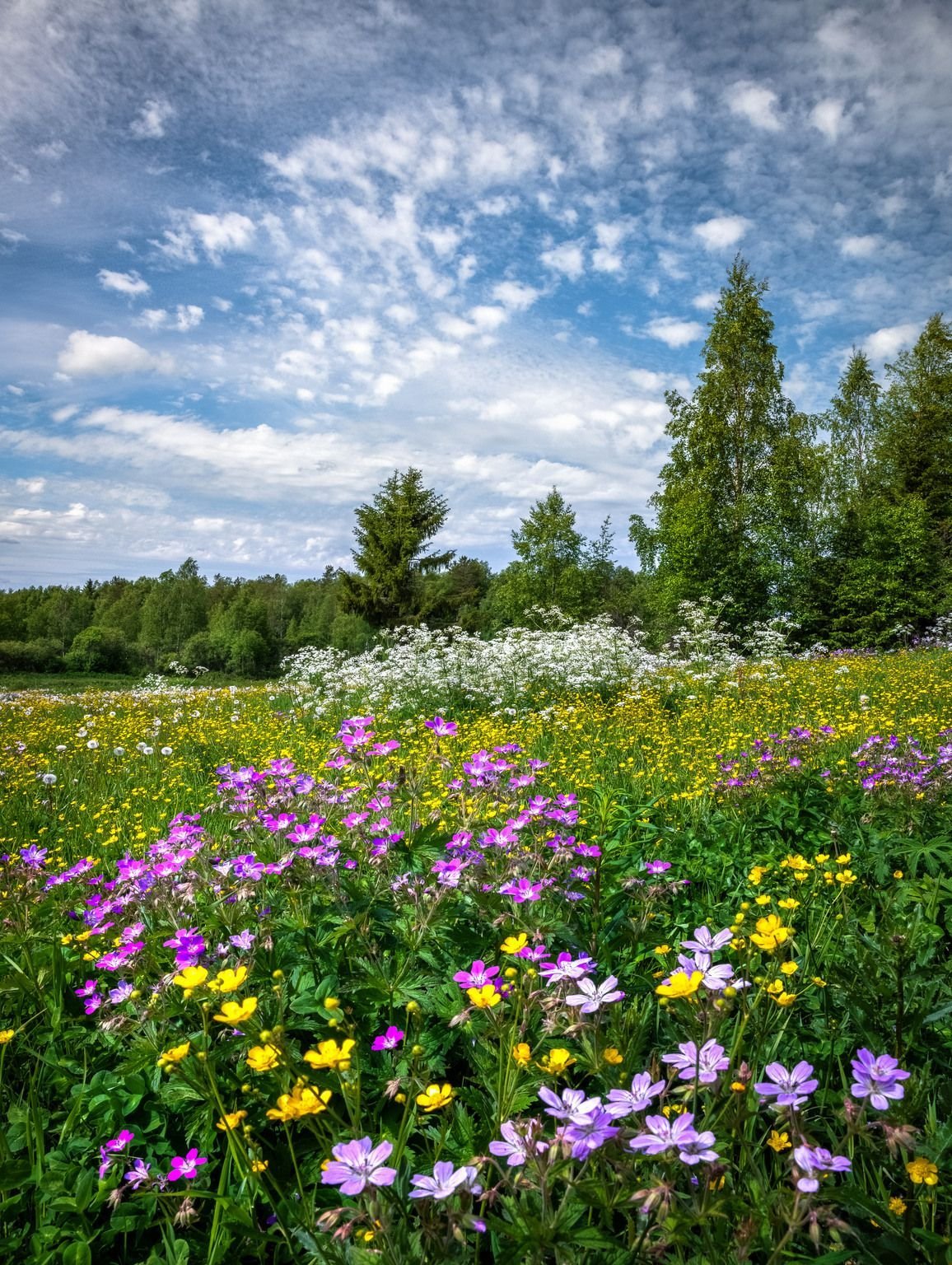 Цветы на лугу картинки