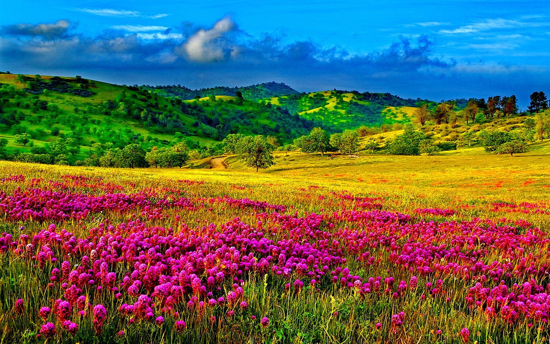 Яркие цвета природы. Цветущие Луга новой Зеландии. Галисия цветущие поля. Яркая природа. Летний пейзаж.