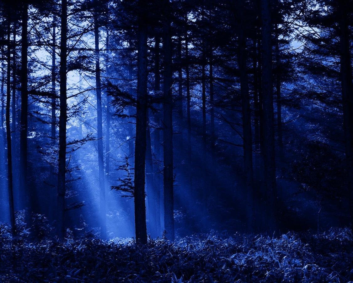 Картинки ночного леса