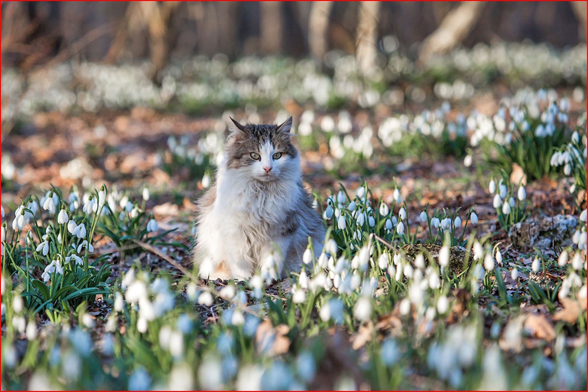 Весенние котики картинки