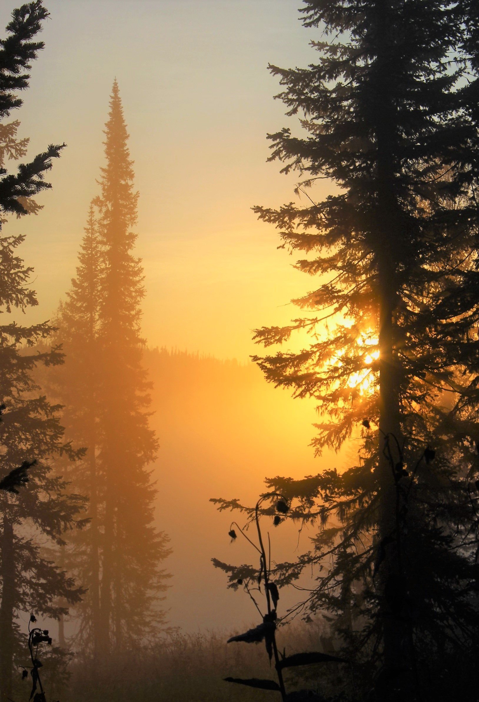 Солнце над лесом. Рассвет в лесу. Утро в лесу. Закат в лесу. Утренний лес.