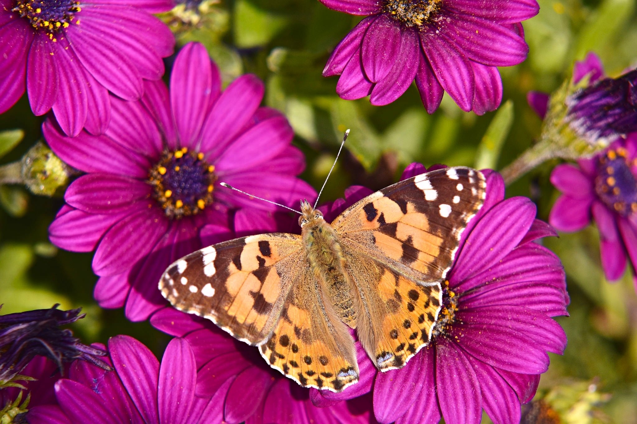 Красивые бабочки на цветах. Красивые бабочки. Бабочка на цветке. Бабочки в цветах. Прекрасная бабочка.
