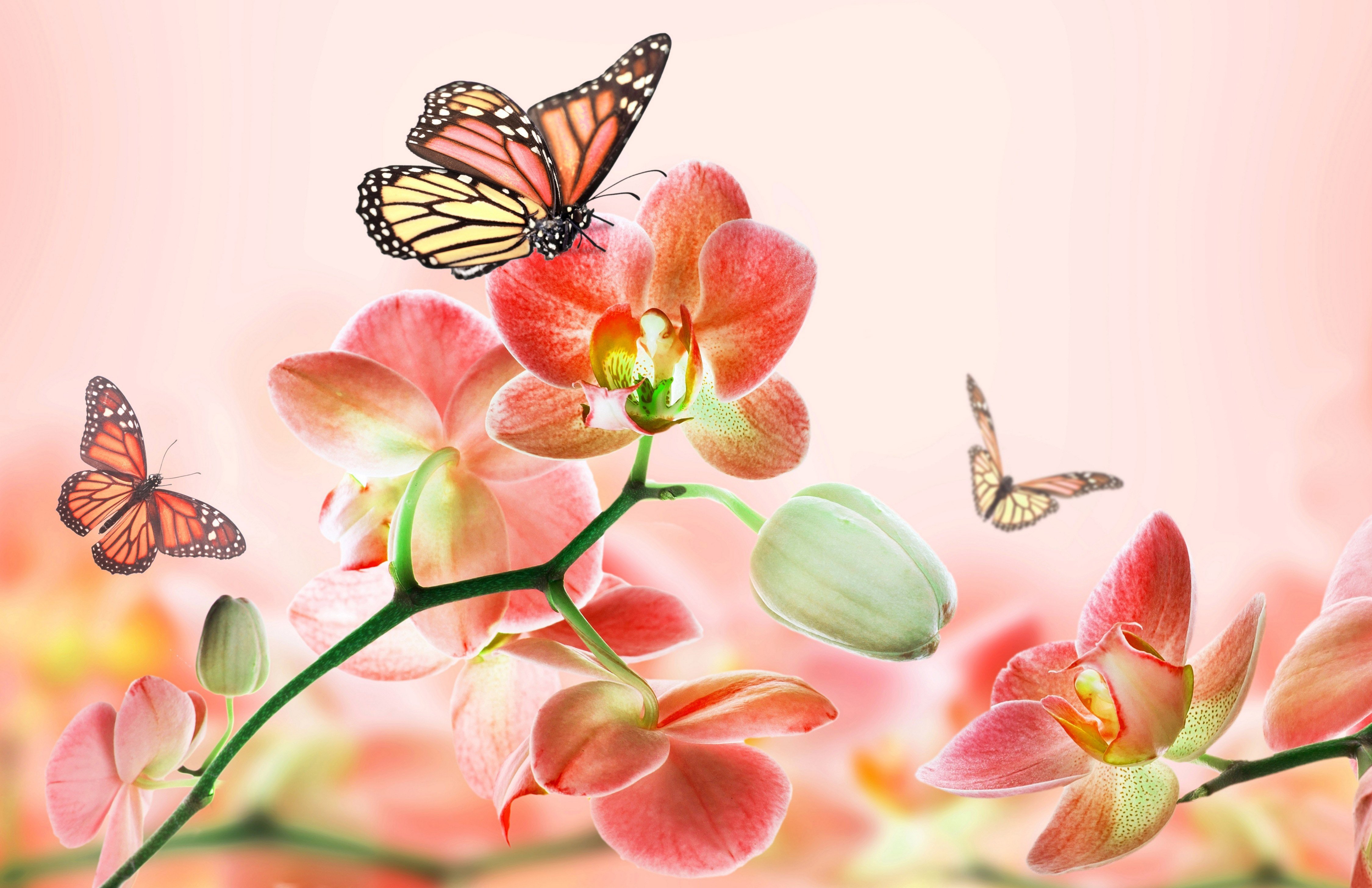 Красивые обои вертикальные на рабочий стол телефона. Бабочка на цветке. Фон цветы. Красивый фон с бабочками. Картинки на рабочий стол бабочки.