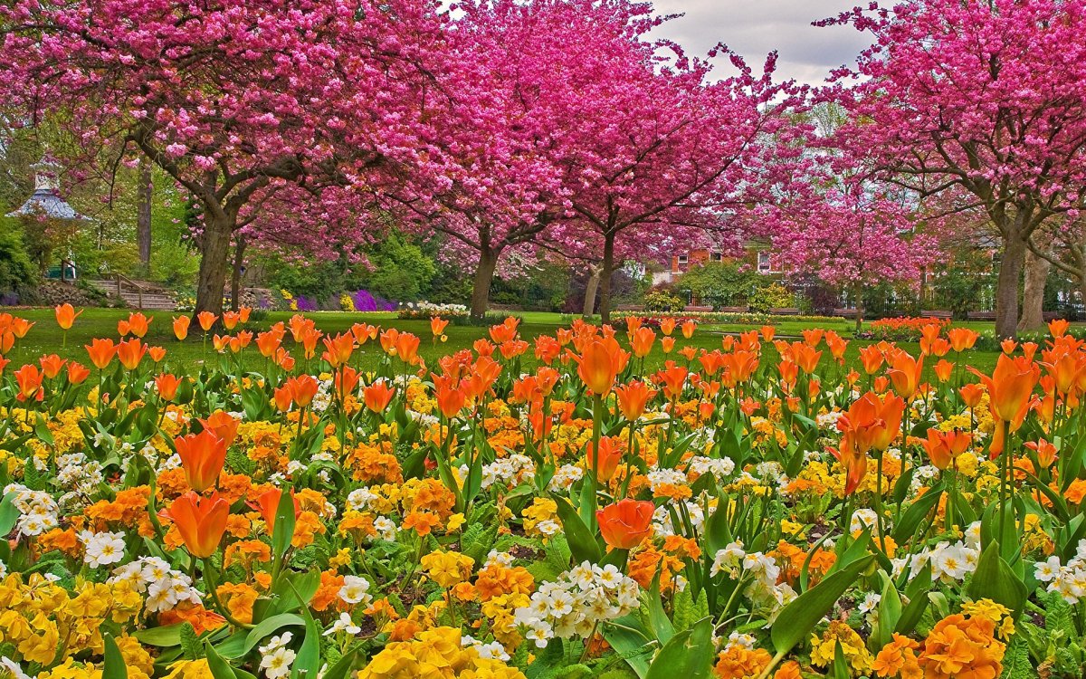 Цветущая весна картинки