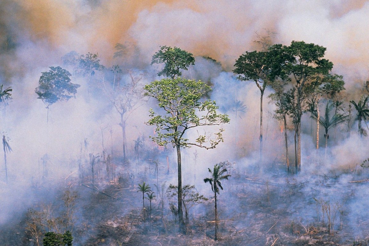 Исчезновение тропических лесов детям