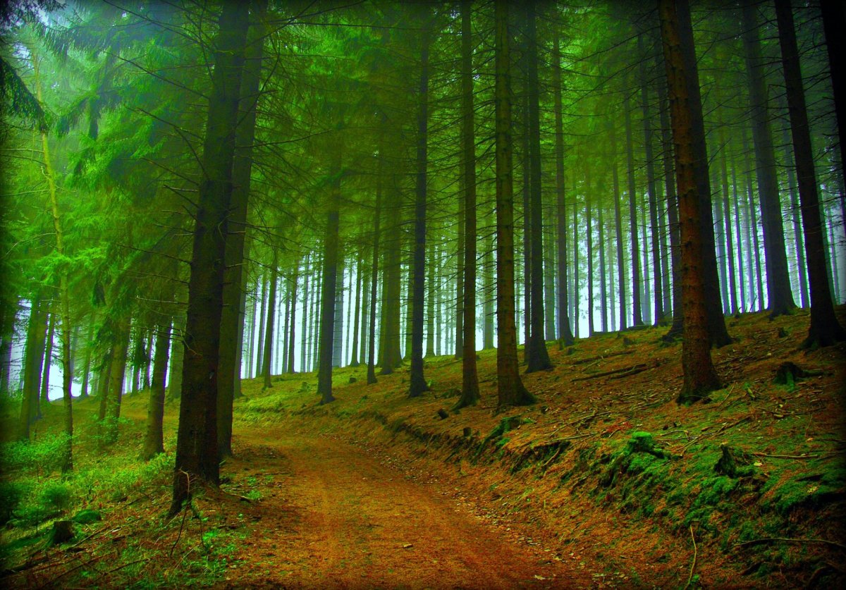 Хвойный лес картинки