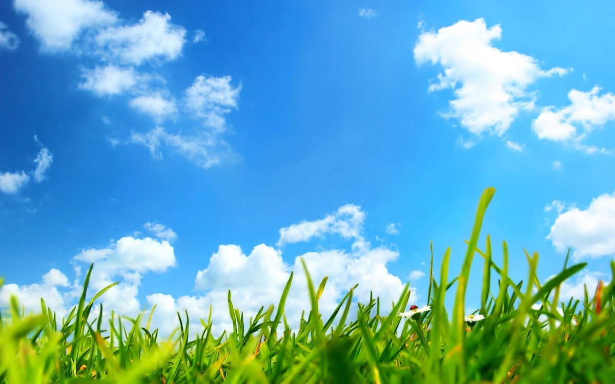 Фон трава и небо - фото и картинки: 73 штук