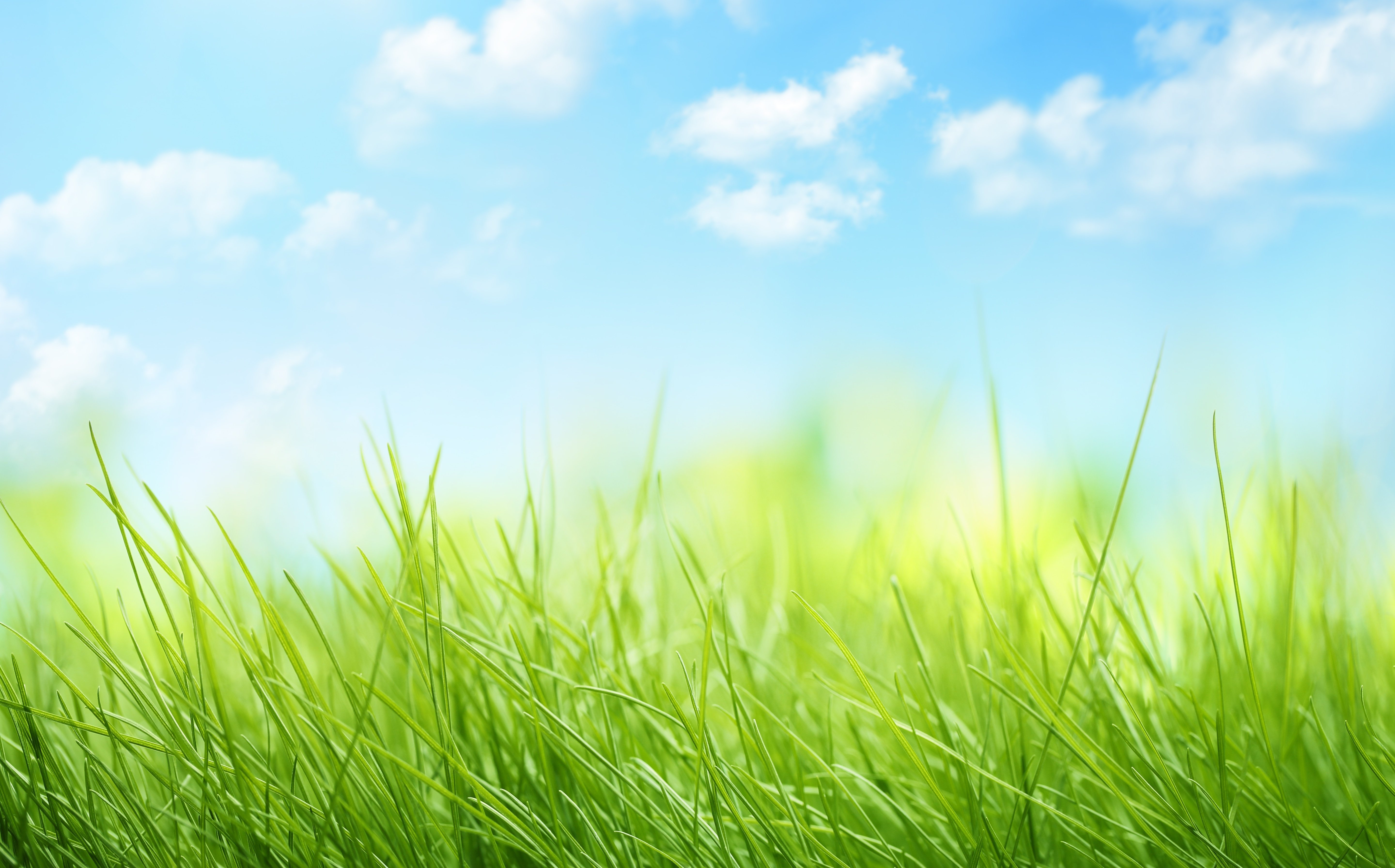 Фон трава и небо - фото и картинки: 73 штук