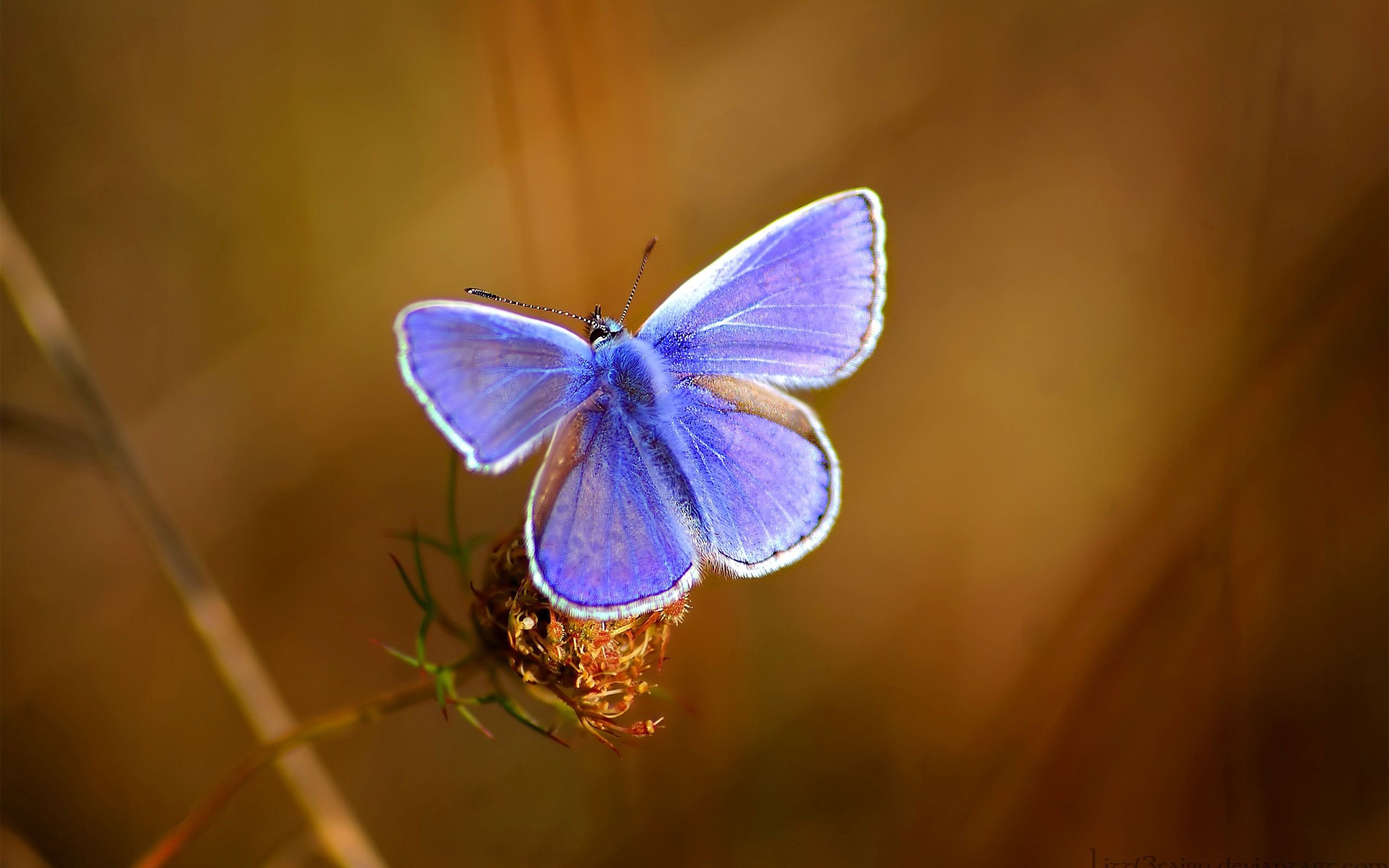 Маленький заставка на телефон. Красивые бабочки. Маленькие бабочки. Бабочки картинки красивые. Обои с бабочками.