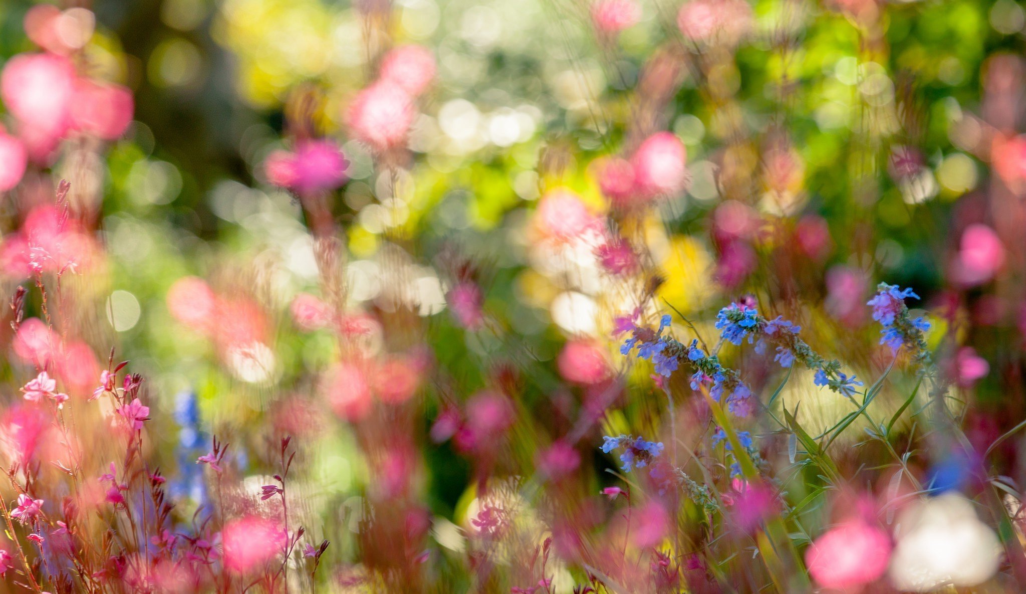 Природа размыто. Нежные весенние цветы. Цветочный фон. Фон лето. Нежные весенние цветы в природе.