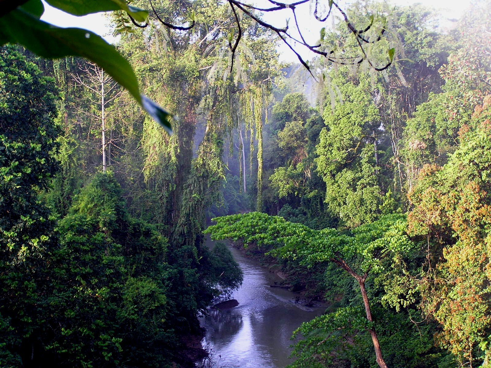 Влажные субтропические леса климат. Влажные тропические леса Ацинананы. Тропические леса Суматры. Экваториальный лес Суматра. Муссонные листопадные леса.