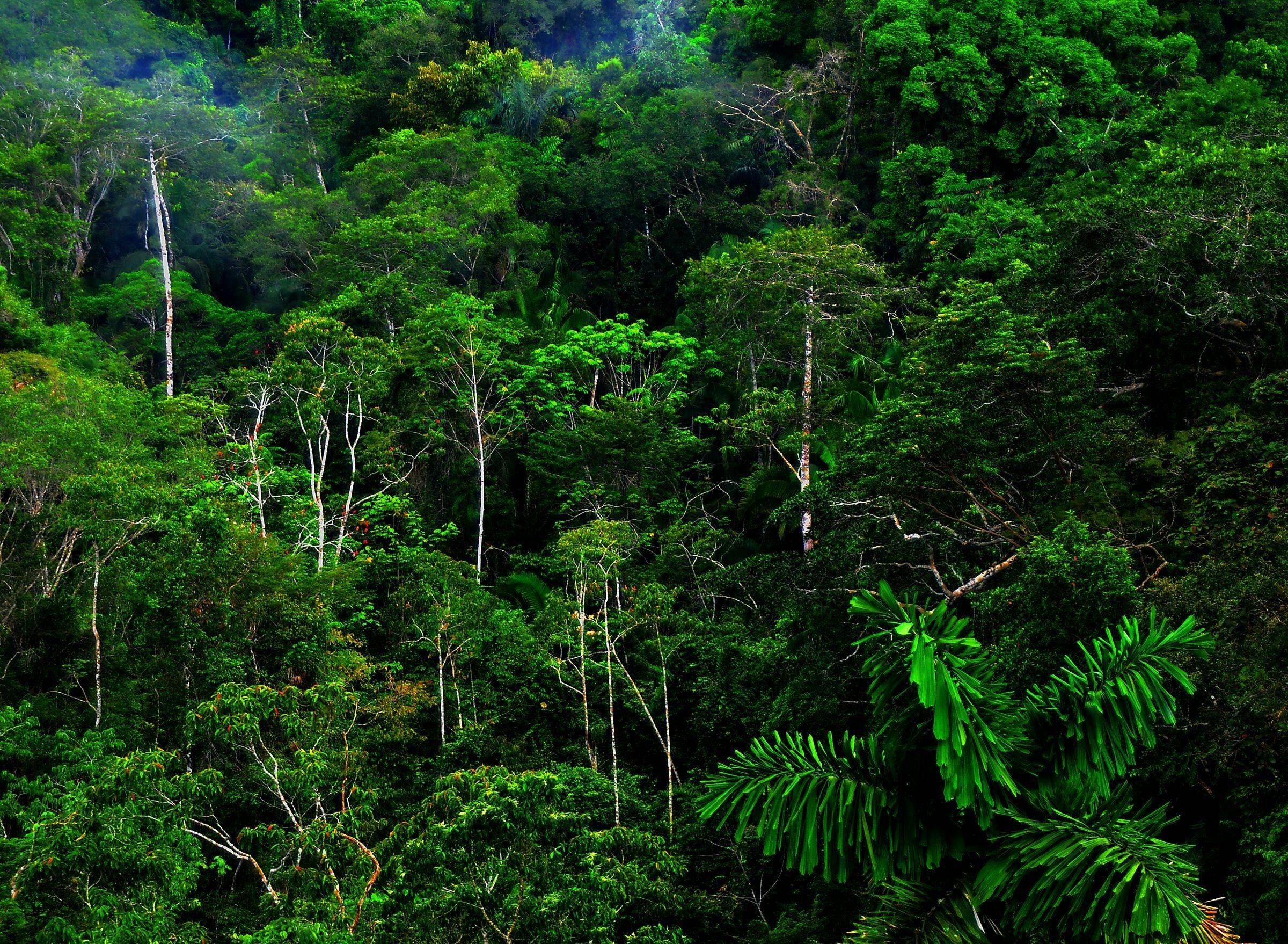 Jungle download. Тропические леса Ацинананы. Влажные тропические леса Ацинананы. Муссонные листопадные леса. Вечнозелёные тропические леса Южной Америки.