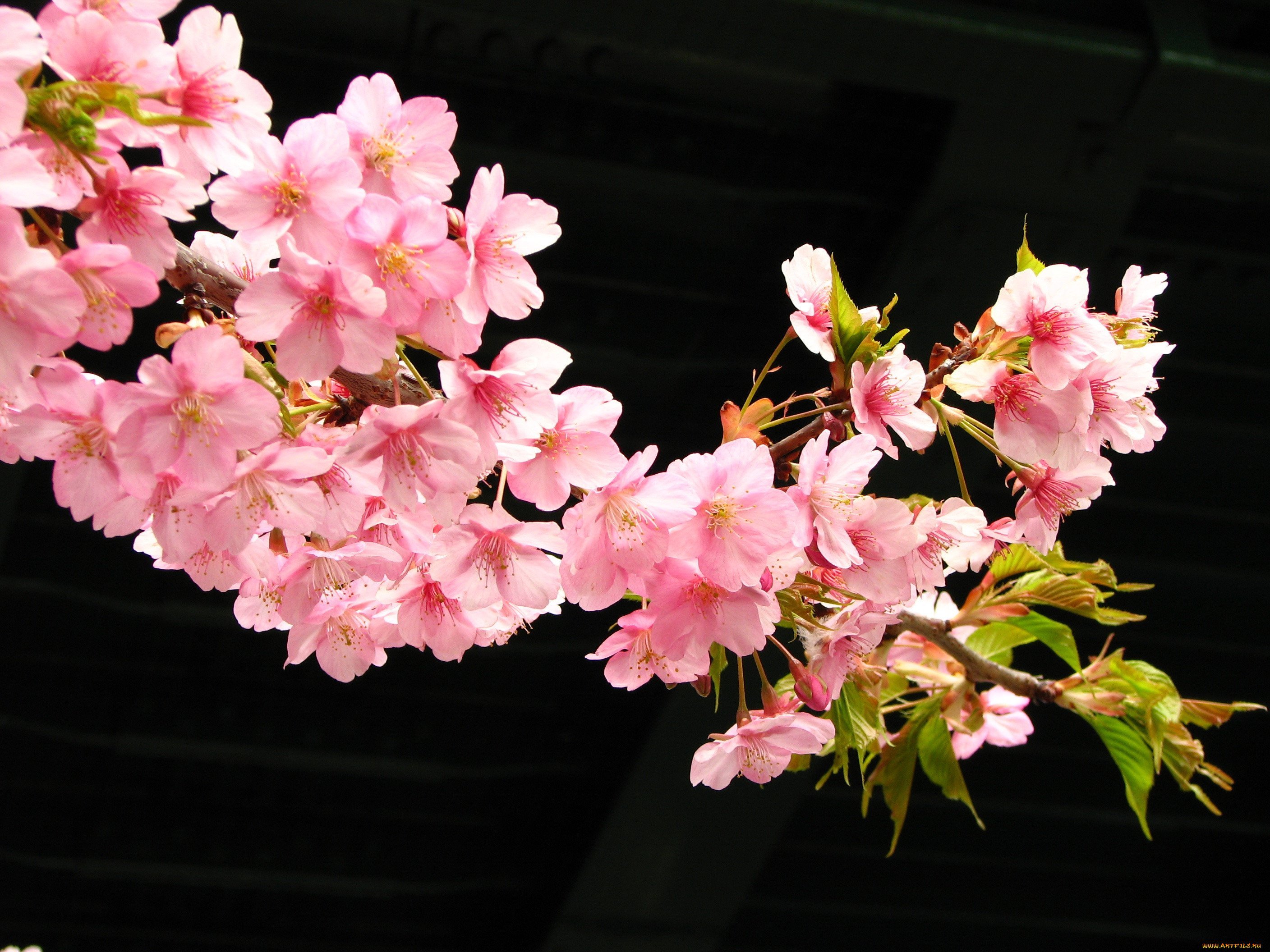 Ветка цветущей сакуры. Сакура Ошидори. Сакура Тайхаку. Сакура гуллари. Ампельная Сакура.