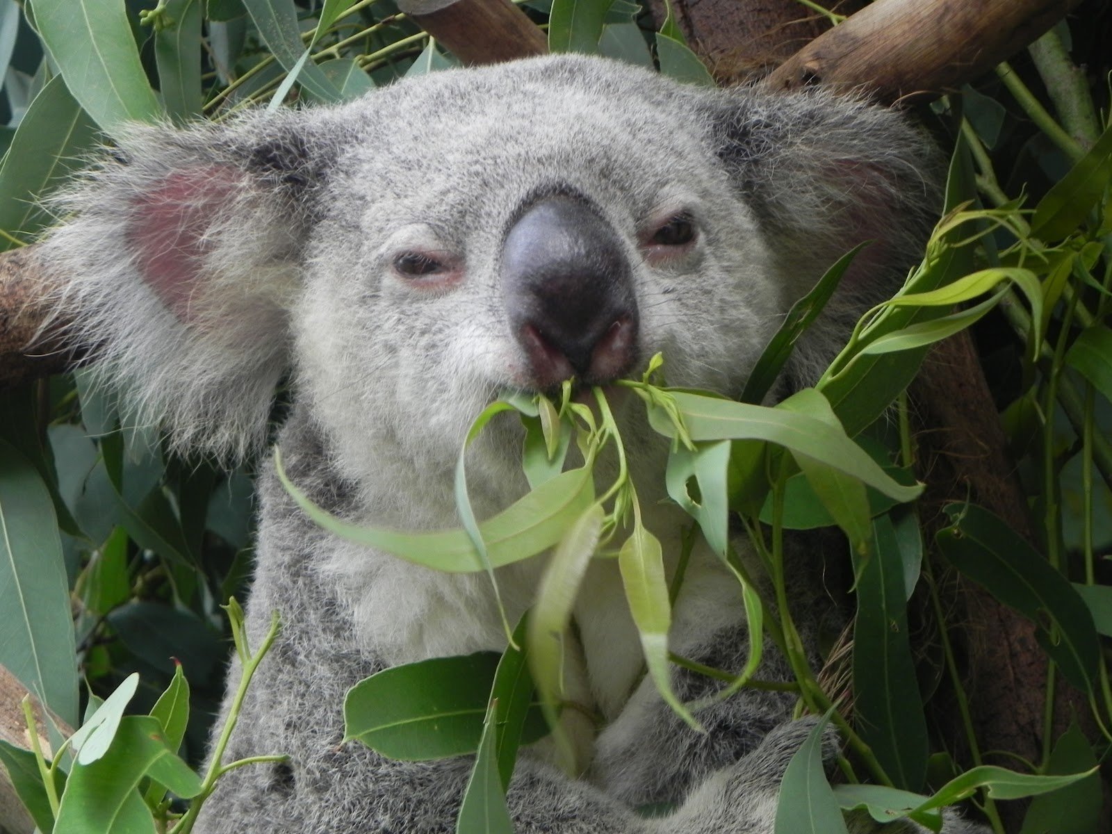 Едят ли коалы. Злая коала. Мокрая коала. Мокрая коала мокрая коала. Злая мокрая коала.